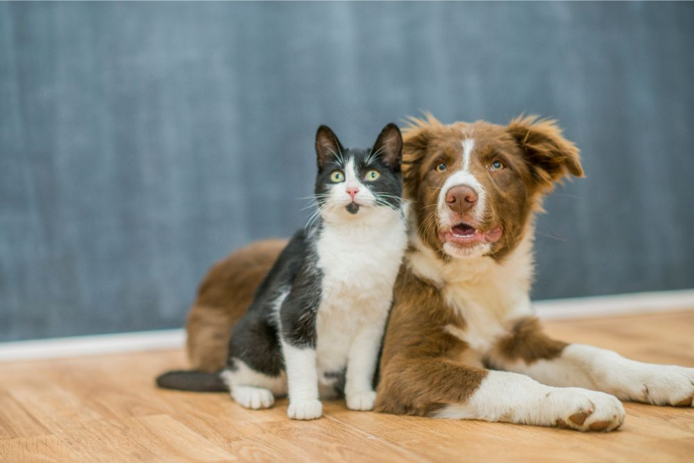 Pet cat and dog posing together